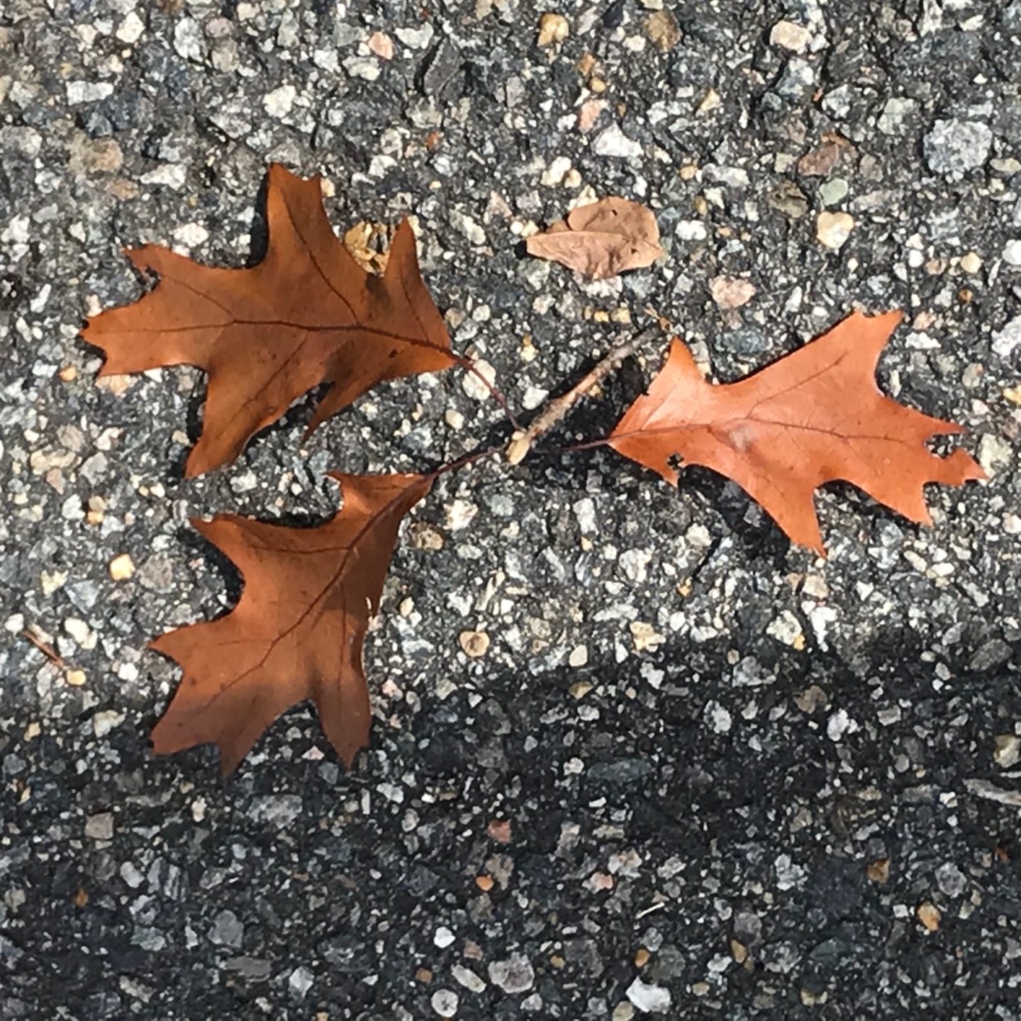 Fall Walks — All the Feels