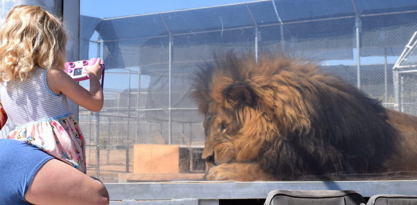Lion Habitat Ranch: Saving the Barbary Lion